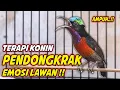 Download Lagu PANCINGAN KONIN GACOR FULL MATERI ISIAN ROLL TEMBAK !! MASTERAN KOLIBRI NINJA TEMBAKAN MEWAH