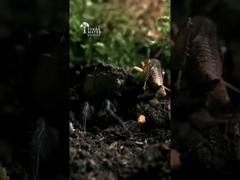 The Burrow Ambush! π·οΈπ₯π¦