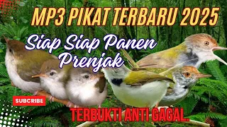baru suara pikat prenjak lumut betina ribut 