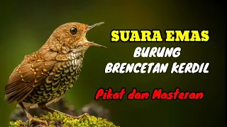 Download SUARA PIKAT DAN MASTERAN BURUNG BRENCET KERDIL MP3