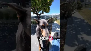 #Fyp #dream #doberman #pets #YouTube