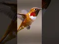 Download Lagu Hummingbird Sounds