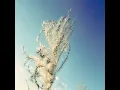 Beyond the Dried Grass