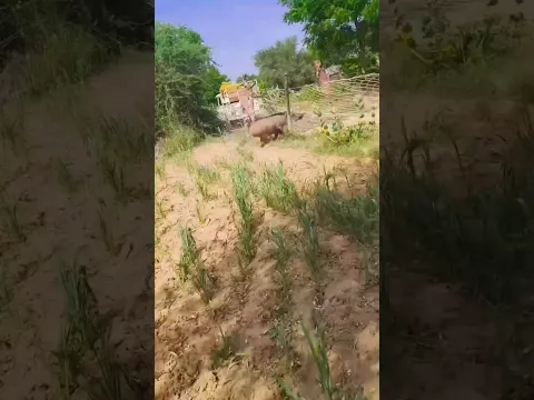 रियल जंगली सूअर पकड़ ने का तरीका। jungali suar pakad ne ka tricka
