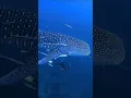 Download Lagu Whale Shark 🦈 Koh Tao, Thailand🤿 #scubadiving #sailrock @insta360