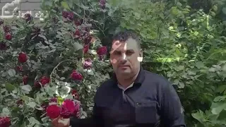 ياشيب عيون أبويه كلهن محنه 