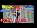Download Lagu SRIGUNTING KRANTIL,ekor Antena, siburung pintar, gacor,black drongo bird,Dicrurus macrocercus