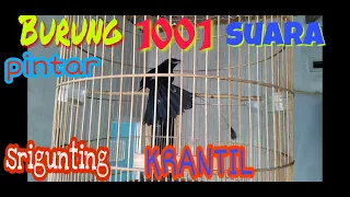 Download SRIGUNTING KRANTIL,ekor Antena, siburung pintar, gacor,black drongo bird,Dicrurus macrocercus MP3