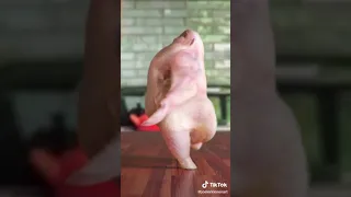 فرخه ترقص قبل ان تدخل الي الفرن 