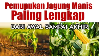 Download PEMUPUKAN JAGUNG MANIS PALING LENGKAP DARI AWAL SAMPAI AKHIR MP3