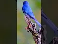 tiếng hót chim mắt đỏ 🤨🐦👉🧐🎶🎶