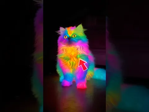 This Cat Glows in the Dark 😱🐱