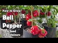 How to Grow Bell Peppers from Seed in Containers Easy planting guide