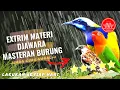 Download Lagu gereja tarung vs cungkok lovebird gacor - jawara isian