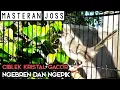 Download Lagu ciblek kristal gacor ngebren dan ngepik !! bagus untuk masteran