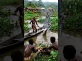 Download Lagu Unbelievable GIANT Fish Catch by African Tribe! 🤯🐟🔥#tribal #fishing #catchandcook #bigfish #africa