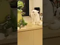 Lagu Malu-malu kucing 🐱