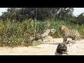 Download Lagu 2 Male Jaguars Fight on the Beach