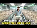 Download Lagu SUKSES TERNAK BEBEK PETELUR SISTEM INTENSIF LEBIH MENGUNTUNGKAN SERTA KANDANG BERSIH DAN TIDAK BAU