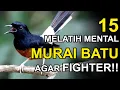 Download Lagu 15 Cara Melatih Mental Murai Batu Biar Fighter Pakai Teknik Buka Tutup Kerodong