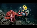 Why Divers Who Encounter A Giant Pacific Octopus Never Forget It