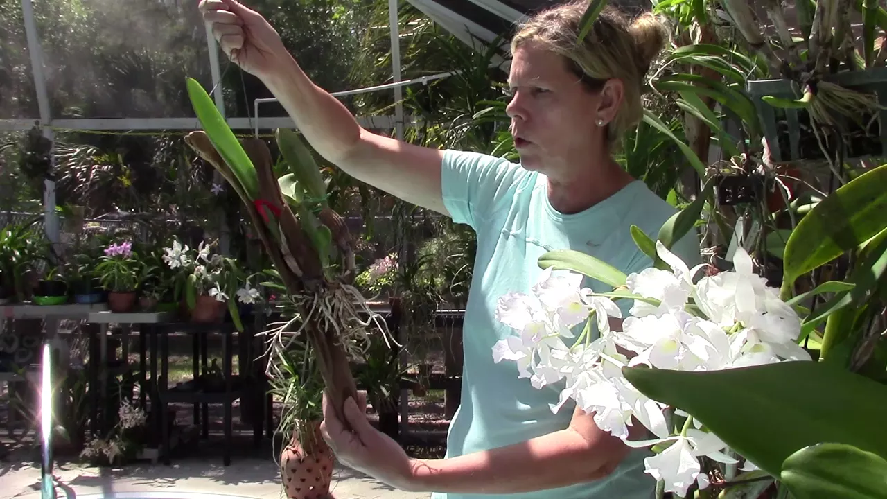 CATTLEYA ORCHID TIPS WITH BARB AND GARY MURZA