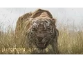Download Lagu The Jungle Book |2016| All Fight Scenes [Edited]