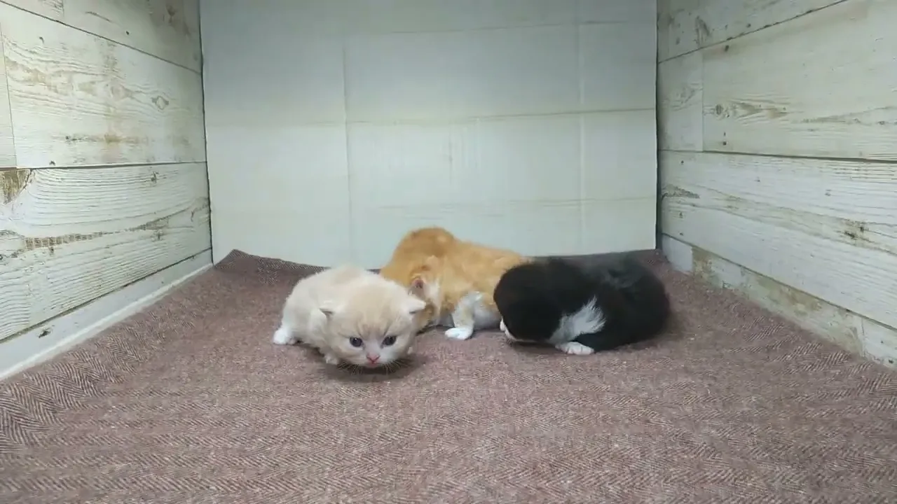 動画