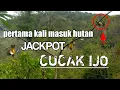 Download Lagu TAK DI SANGKA DAPAT CUCAK IJO SAAT PERTAMA KALI MASUK HUTAN