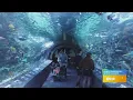 GDL A look inside Newport Aquarium s new coral reef tunnel