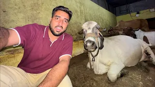 Ram Bhaiya Live😱Saari Gaayo Ke Sath🐄🫠