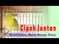 Lagu Cipoh Jantan Masih Dokor  Masih Belajar Bunyi