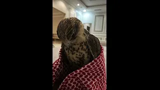 اصبري يا نجمة الصبحح 