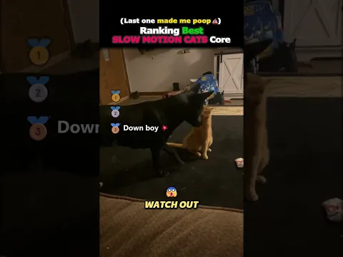 Ranking Best SLOW MOTION CATS Core Part.22😻💥#usa