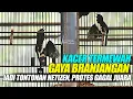Download Lagu PROTES GAGAL JUARA, KACER JAGUAR TERMEWAH GAYA BRANJANGAN PALING EXOTIC JADI TONTONAN !