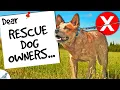 Dear Rescue Dog Owners Stop Doing THIS