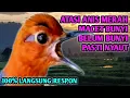 Download Lagu LANGSUNG RESPON! Di jamin ampuh untuk Anis merah macet bunyi biar kembali gacor 