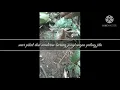 Download Lagu Suara pikat dan masteran burung jongkangan