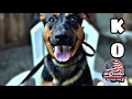 Kona 9 mo German mix Best Trained Dogs of OR Portland OffLeash K9 Training