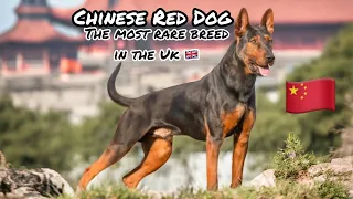 Is The Chinese Red Dog The Most Rare Dog In The UK