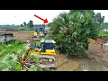 Technical Operator Shows Skill! SHANTUI Bulldozer SMASHES Palm Tree and Fills Rock Smoothly
