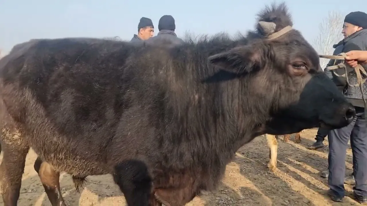 Бокма букалар бизда
