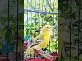 Download Lagu SUARA PIKAT BURUNG SIRTU CIPOH PALING AMPUH JAMIN ANTI ZONK #shorts #sirtugacor #cipohgacor