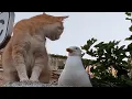 Download Lagu CATS: Masters of Weird and Unpredictable Antics