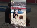 Download Lagu Taureau piscine à Aureile