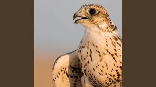 ياطير طاير دندنها