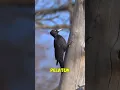 Download Lagu rahasia kepala burung pelatuk