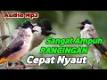 Download Lagu suara kutilang gacor pancingan ampuh cepat nyaut