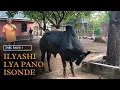 Download Lagu Ilyashi Lya Pano Isonde