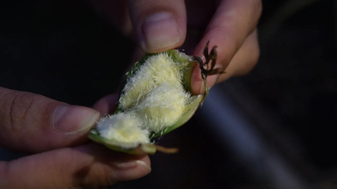COMO SEMEAR ORQUÍDEAS TUDO SOBRE SEMENTES DE ORQUÍDEAS